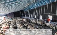 “党建+产业”模式助力阜平食用菌核心区发展，203座大棚就业新篇章